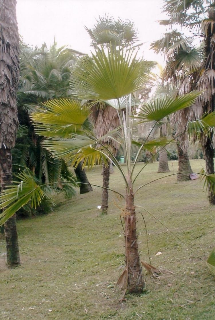 Trachycarpus martianus httpsuploadwikimediaorgwikipediacommons22