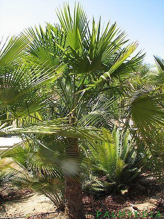 Trachycarpus oreophilus Trachycarpus oreophilus Palmpedia Palm Growers Guide