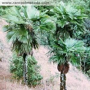 Trachycarpus oreophilus Trachycarpus oreophilus Naga Hills Manipur buy seeds at