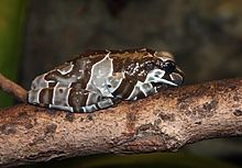 Trachycephalus httpsuploadwikimediaorgwikipediacommonsthu
