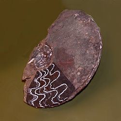 Trachyceratidae httpsuploadwikimediaorgwikipediacommonsthu