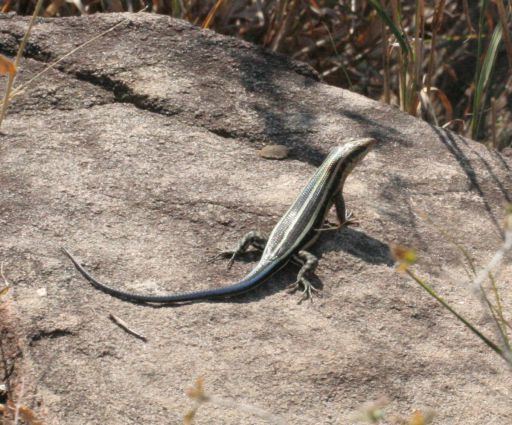 Trachylepis striata Mount Moreland Conservancy African Striped Skink Trachylepis striata