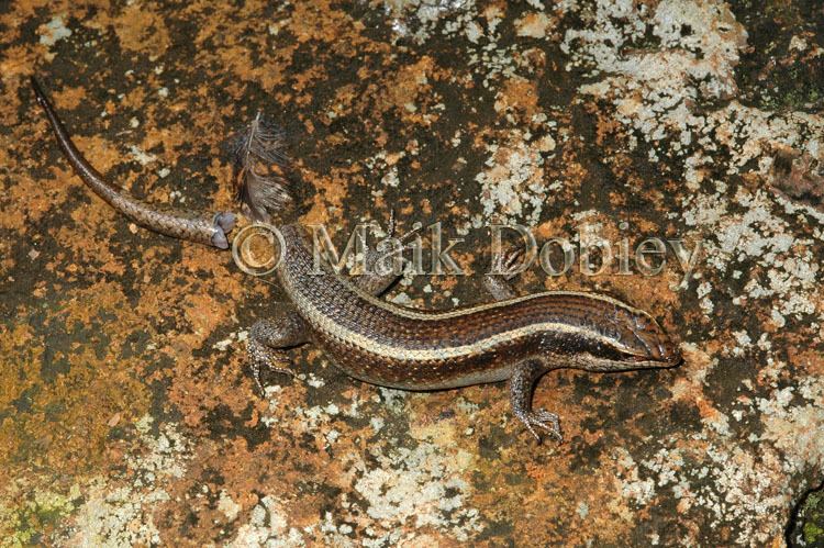 Trachylepis striata CalPhotos Trachylepis striata Sriped Skink