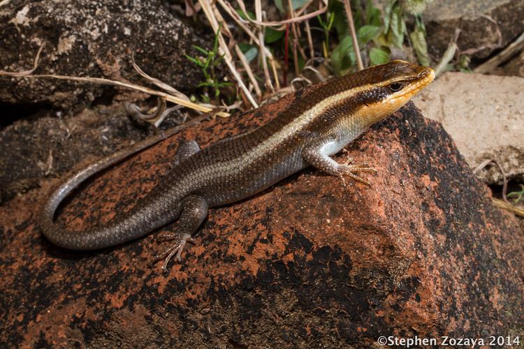 Trachylepis striata Striped skink Trachylepis striata Mangula Tanzania Stephen