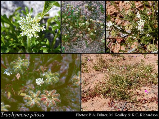 Trachymene Trachymene pilosa Sm FloraBase Flora of Western Australia