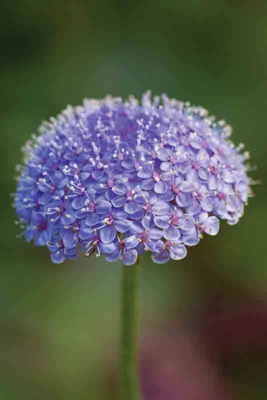 Trachymene Trachymene Didiscus Flower Pictures Specs Information Flowers