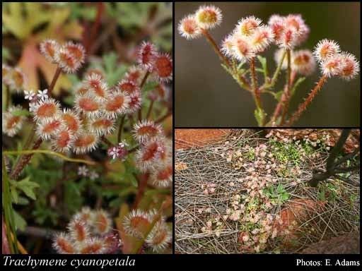 Trachymene Trachymene cyanopetala FMuell Benth FloraBase Flora of
