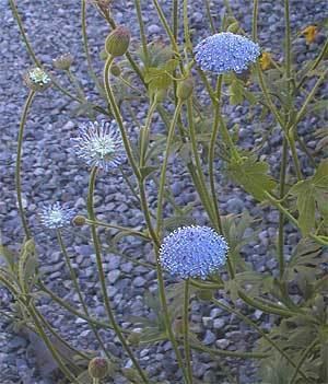 Trachymene Trachymene coerulea BLUE LACE FLOWER