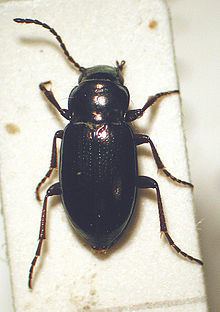 Trachypachidae httpsuploadwikimediaorgwikipediacommonsthu