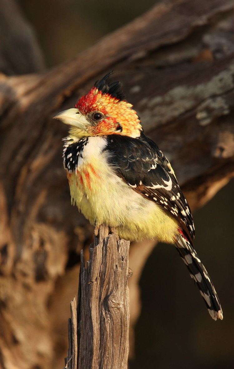 Trachyphonus Crested barbet Wikipedia