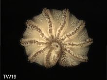 Trachysphaera httpsuploadwikimediaorgwikipediacommonsthu