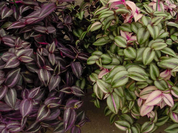 Tradescantia How to Grow and Care for Tradescantia World of Succulents