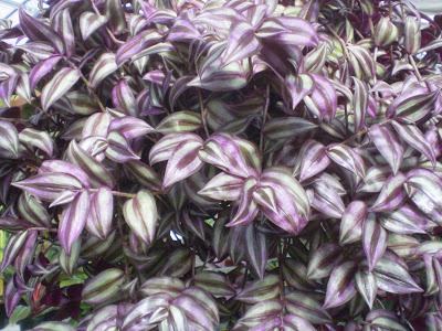 Tradescantia Plants are the Strangest People The Wandering Jew Tradescantia
