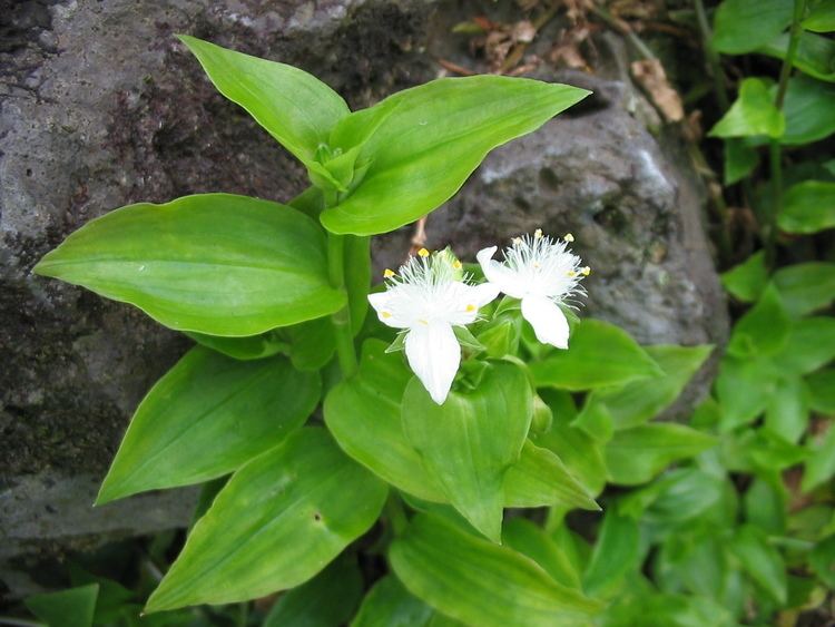 Tradescantia fluminensis httpsuploadwikimediaorgwikipediacommonsee