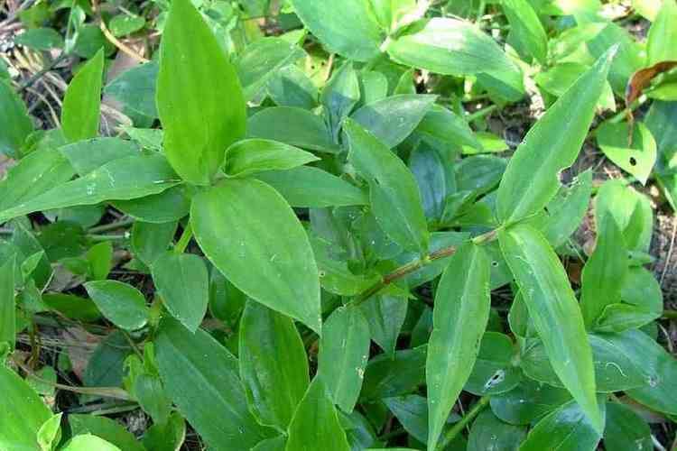 Tradescantia fluminensis Tradescantia fluminensis