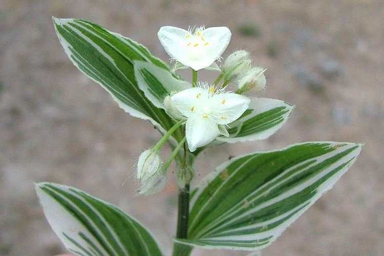 Tradescantia fluminensis Tradescantia fluminensis