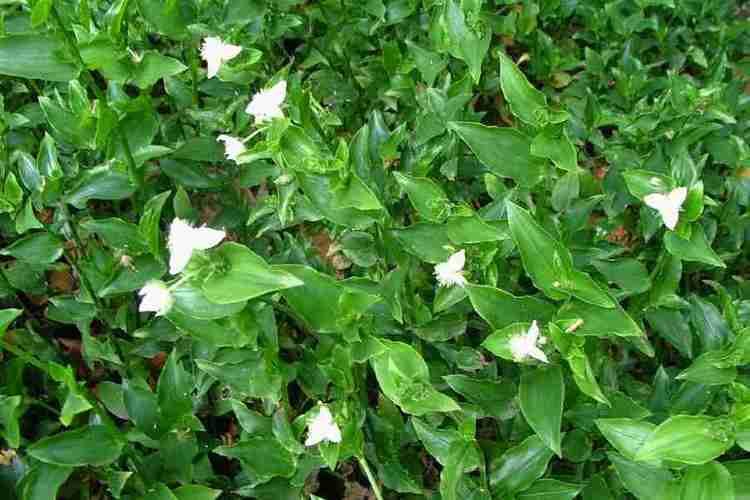 Tradescantia fluminensis Tradescantia fluminensis