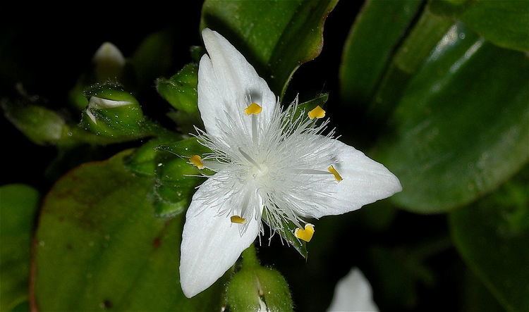 Tradescantia fluminensis Tradescantia fluminensis Wikipedia