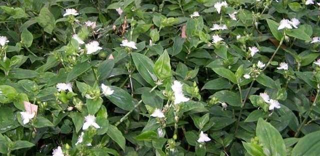 Tradescantia fluminensis Wandering Jew Inch Plant Tradescantia fluminensis