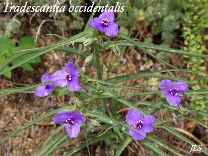Tradescantia occidentalis Tradescantia occidentalis Spiderwort