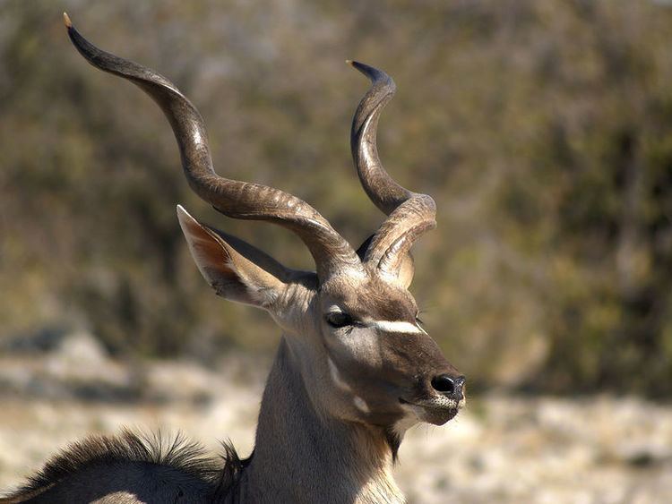 Tragelaphus Tragelaphus strepsiceros Greater kudu
