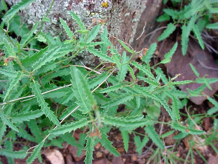 Tragia Vascular Plants of the Gila Wilderness Tragia ramosa
