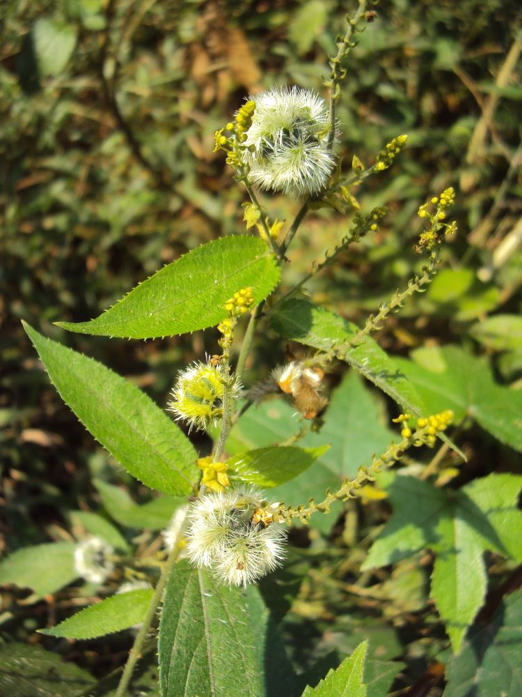 Tragia involucrata FileTragia involucrata 05JPG Wikimedia Commons