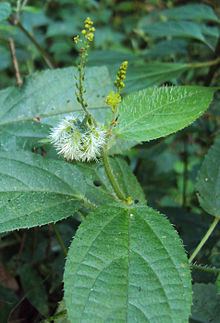 Tragia involucrata httpsuploadwikimediaorgwikipediacommonsthu