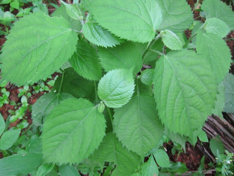 Tragia involucrata FileTragia involucrata JPG Wikimedia Commons