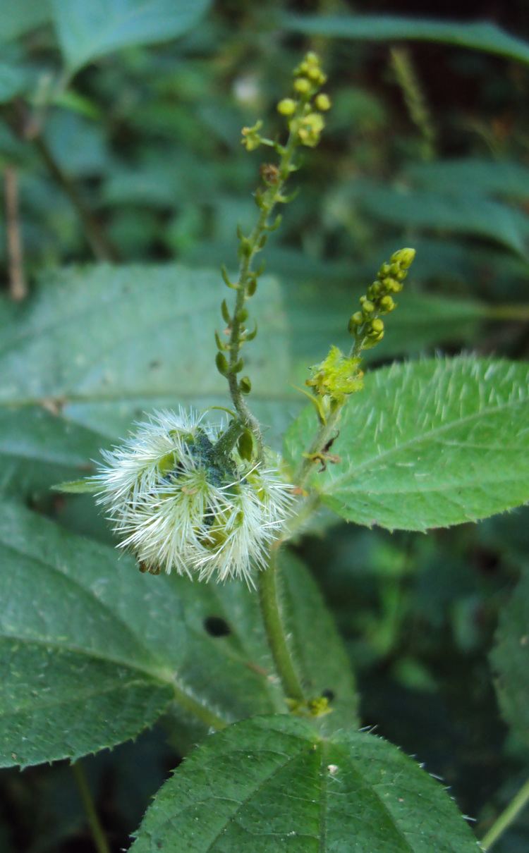 Tragia involucrata Tragia involucrata L Species India Biodiversity Portal