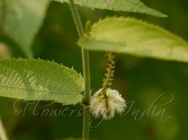 Tragia involucrata Tragia involucrata Climbing Nettle