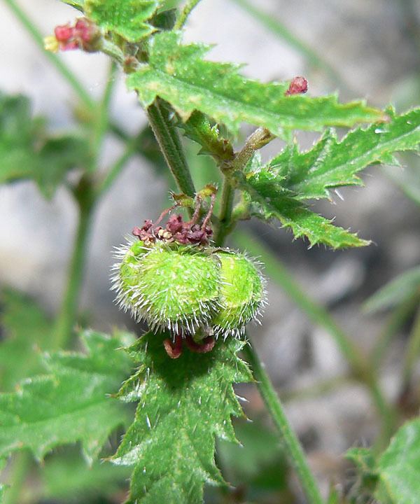 Tragia ramosa FileTragia ramosa 9jpg Wikimedia Commons