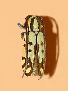 Tragocephala httpsuploadwikimediaorgwikipediacommonsthu