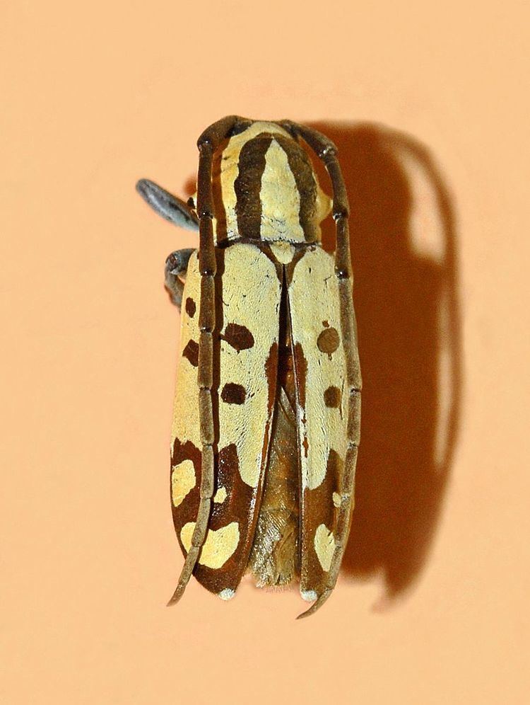 Tragocephala variegata