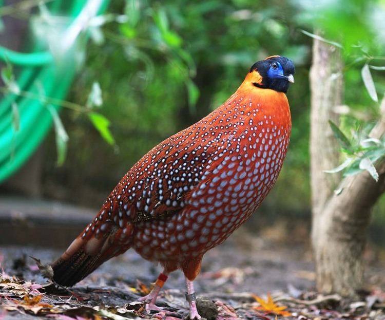 Tragopan 1000 images about Tragopan birds Horny pheasant Cabots Byths