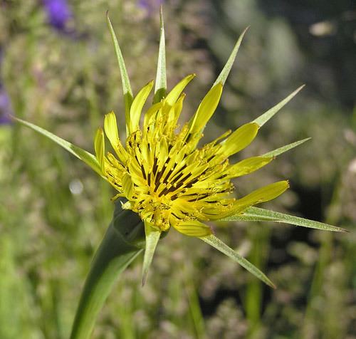 Tragopogon Southwest Colorado Wildflowers Tragopogon