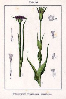 Tragopogon porrifolius httpsuploadwikimediaorgwikipediacommonsthu
