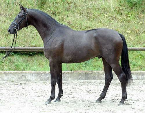 Trakehner Union Jack Black Trakehner Stallion by Louidor out of Ulla by