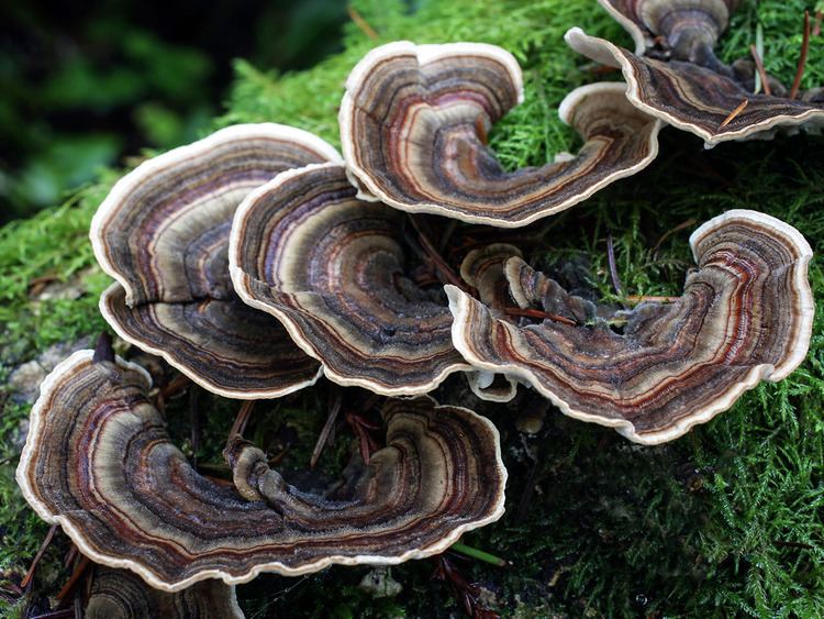 Trametes California Fungi Trametes versicolor