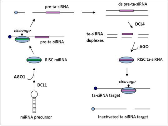 Trans-acting siRNA