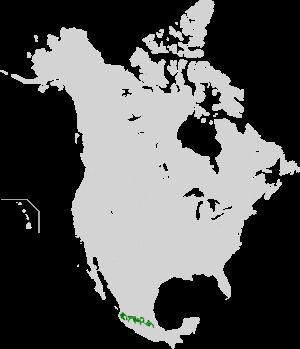 Trans-Mexican Volcanic Belt pine-oak forests httpsuploadwikimediaorgwikipediacommonsthu
