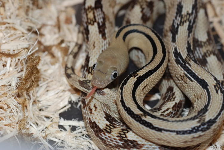 Trans-Pecos rat snake Trans Pecos Rat Snake
