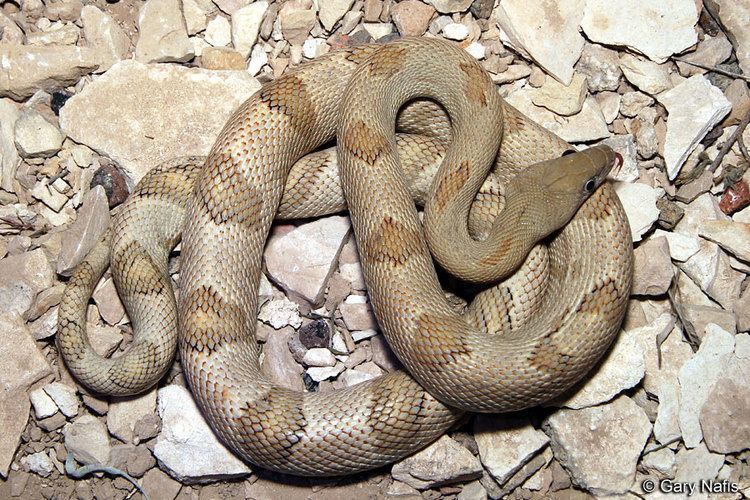 Trans-Pecos rat snake Northern TransPecos Ratsnake Bogertophis subocularis subocularis