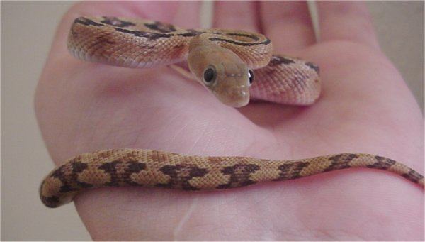 Trans-Pecos rat snake TransPecos rat snake Wikipedia