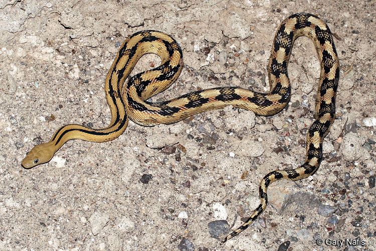 Trans-Pecos rat snake Northern TransPecos Ratsnake Bogertophis subocularis subocularis