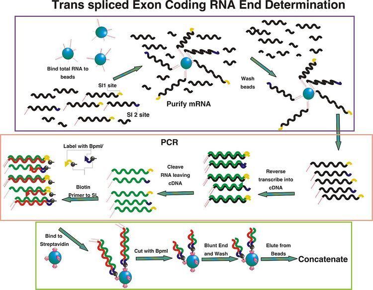 Trans-Spliced Exon Coupled RNA End Determination