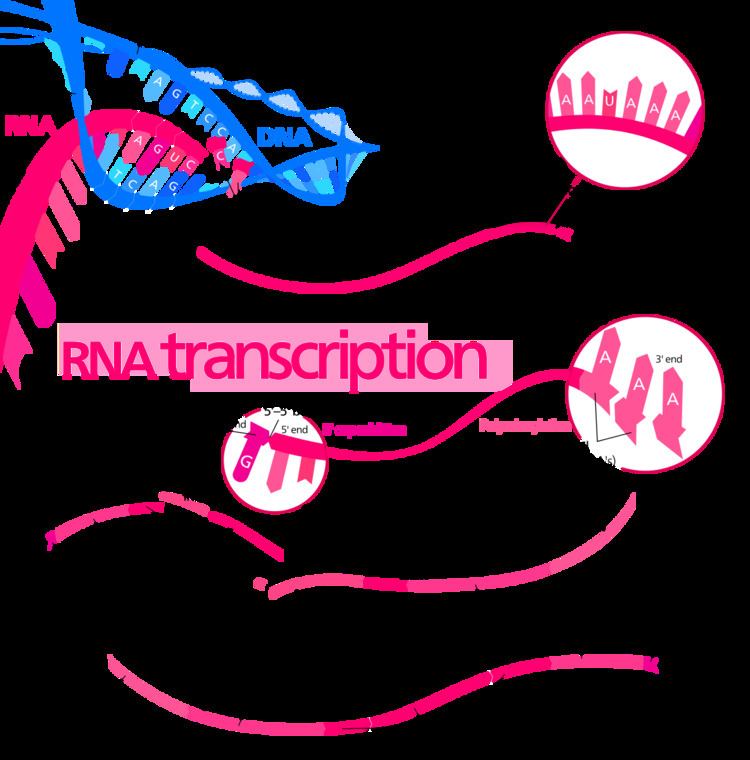 Transcription (biology)