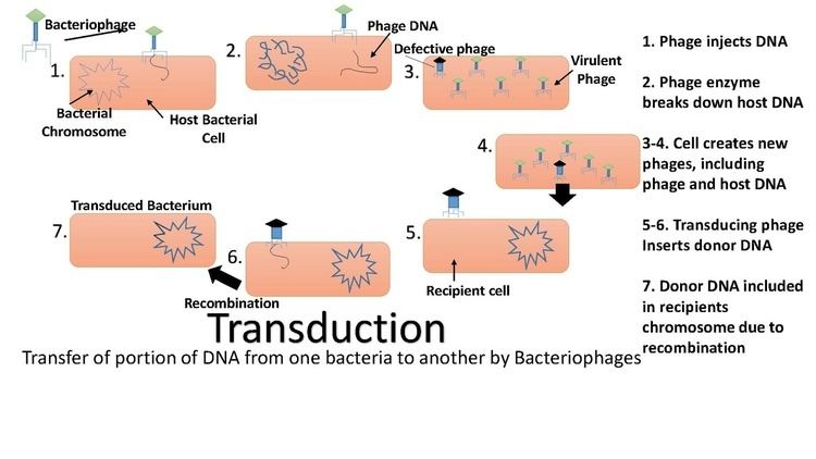 Transduction (genetics)