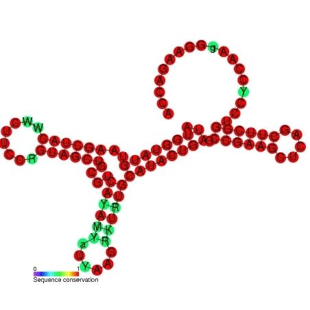 Transfer RNA-like structures