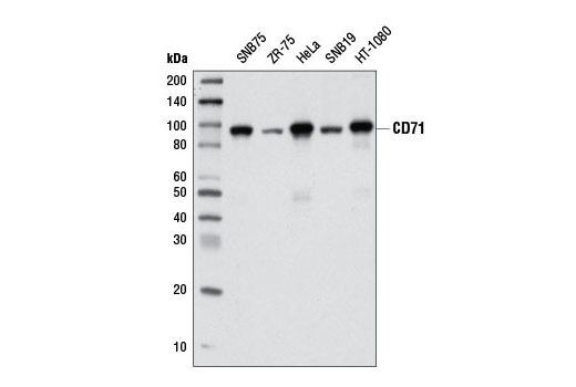 Transferrin receptor 1 CST CD71 D7G9X XP Rabbit mAb